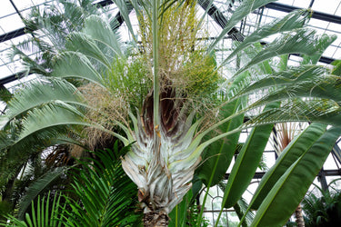 10 TRIANGLE PALM TREE Dypsis Decaryi Rare Tropical from Madagascar Seeds